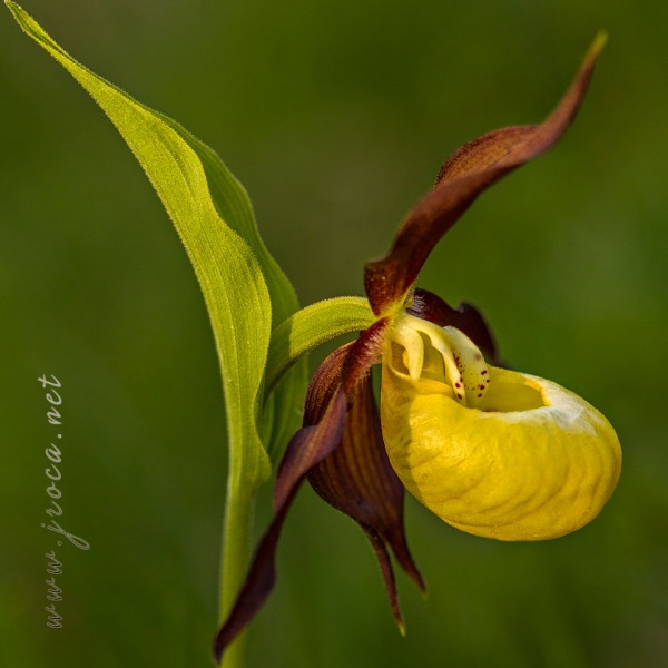 Cypripedium calceolus L.