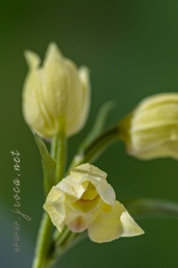 Cephalanthera damasonium (Mill.) Druce