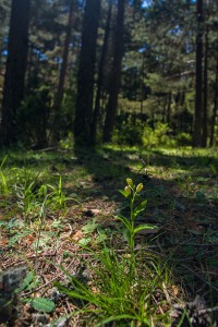 Cephalanthera damasonium (Mill.) Druce