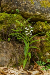Cephalanthera longifolia (L.) Fristch