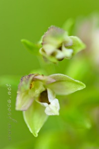 Epipactis distans Arv.-Touv.