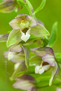 Epipactis distans Arv.-Touv.