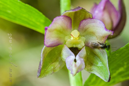 Epipactis distans Arv.-Touv.