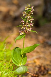Epipactis distans Arv.-Touv.