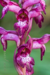 Herorchis martrinii