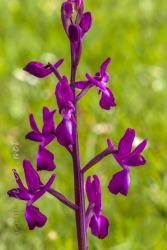 Herorchis laxiflora
