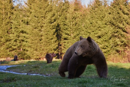 Ursus arctos arctos (Linnaeus, 1758)