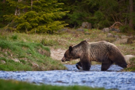 Ursus arctos arctos (Linnaeus, 1758)