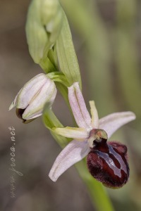 Ophrys incubacea Bianca ex Tod.