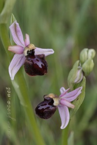 Ophrys incubacea Bianca ex Tod.