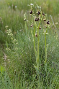 Ophrys incubacea Bianca ex Tod.