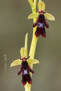 Ophrys insectifera L.