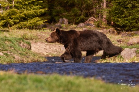 Ursus arctos arctos (Linnaeus, 1758)
