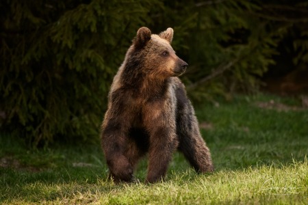 Ursus arctos arctos (Linnaeus, 1758)