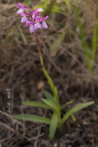Anacamptis x gennarii (Rchb.f) H. Kretzschmar, Eccarius & H. Dietr. 2007