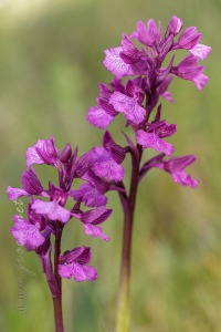 Anacamptis x gennarii (Rchb.f) H. Kretzschmar, Eccarius & H. Dietr. 2007