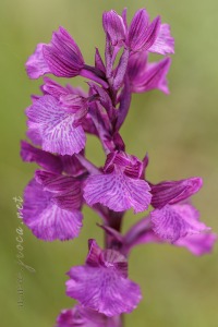 Anacamptis x gennarii (Rchb.f) H. Kretzschmar, Eccarius & H. Dietr. 2007