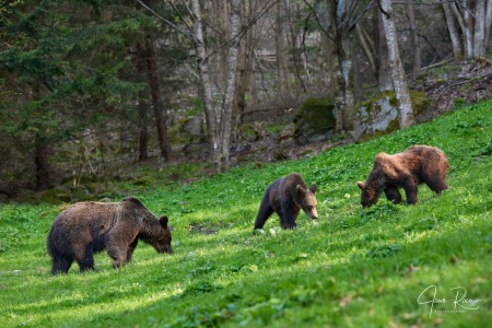 Ursus arctos arctos (Linnaeus, 1758)