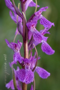 Dactylorhiza x delamainii ( G.Keller ex T.Stephenson ) SoÃ³ 1962