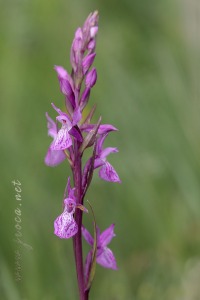 Dactylorhiza x delamainii ( G.Keller ex T.Stephenson ) SoÃ³ 1962