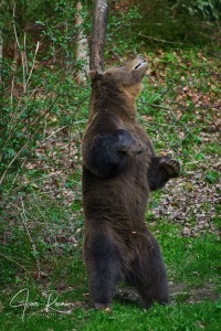 Ursus arctos arctos (Linnaeus, 1758)