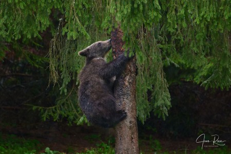 Ursus arctos arctos (Linnaeus, 1758)