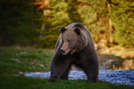 Ursus arctos arctos (Linnaeus, 1758)