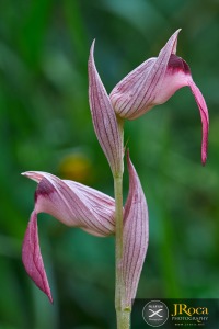 Serapias lingua L.
