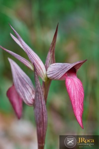 Serapias lingua L.