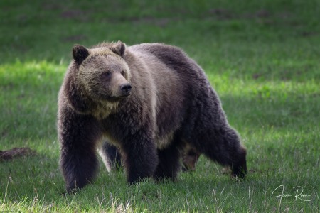 Ursus arctos horribilis (Ord, 1815)