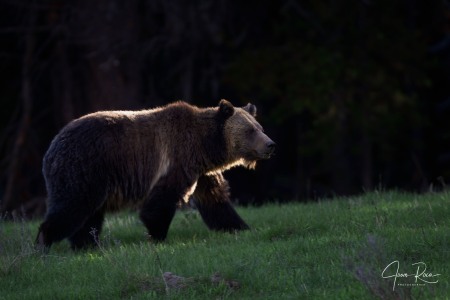 Ursus arctos horribilis (Ord, 1815)