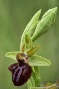 Ophrys incubacea Bianca ex Tod. 1842