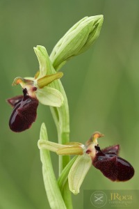 Ophrys incubacea Bianca ex Tod. 1842