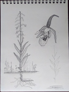 Epipactis palustris