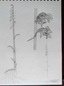 Epipactis microphylla