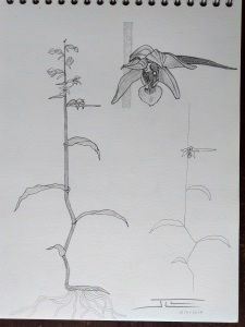 Epipactis helleborine minor