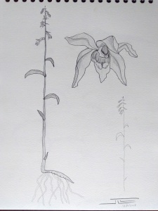 Epipactis exilis