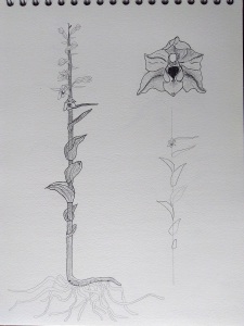 Epipactis rhodanensis