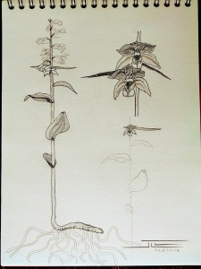 Epipactis distans
