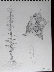 Epipactis atrorubens