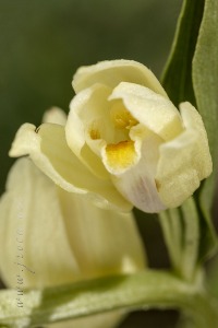 Cephalanthera damasonium (Mill.) Druce