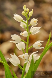 Cephalanthera longifolia (L.) Fristch