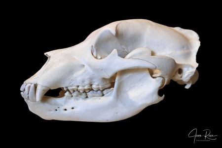 Ursus arctos horribilis (Ord, 1815)