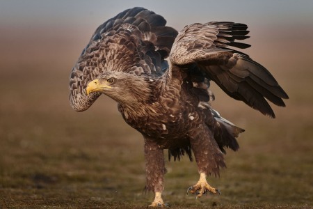 Haliaeetus albicilla (Linnaeus, 1758)