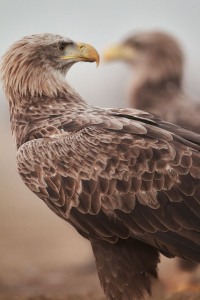 Haliaeetus albicilla (Linnaeus, 1758)