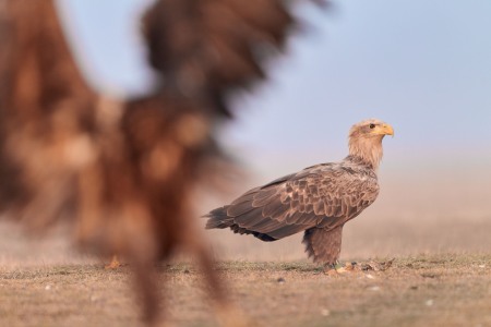 Haliaeetus albicilla (Linnaeus, 1758)