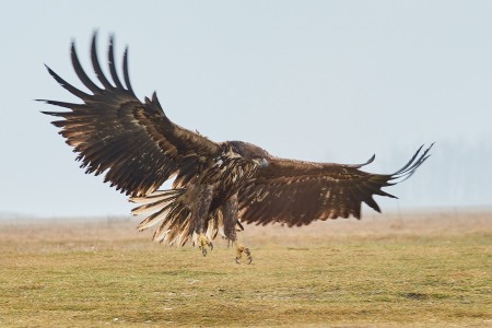 Haliaeetus albicilla (Linnaeus, 1758)