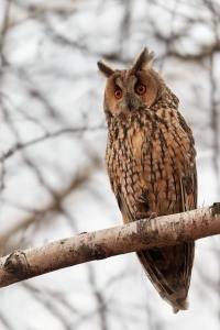 Asio otus (Linnaeus, 1758)