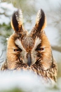 Asio otus (Linnaeus, 1758)