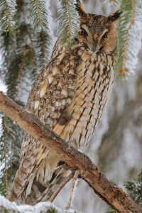 Asio otus (Linnaeus, 1758)